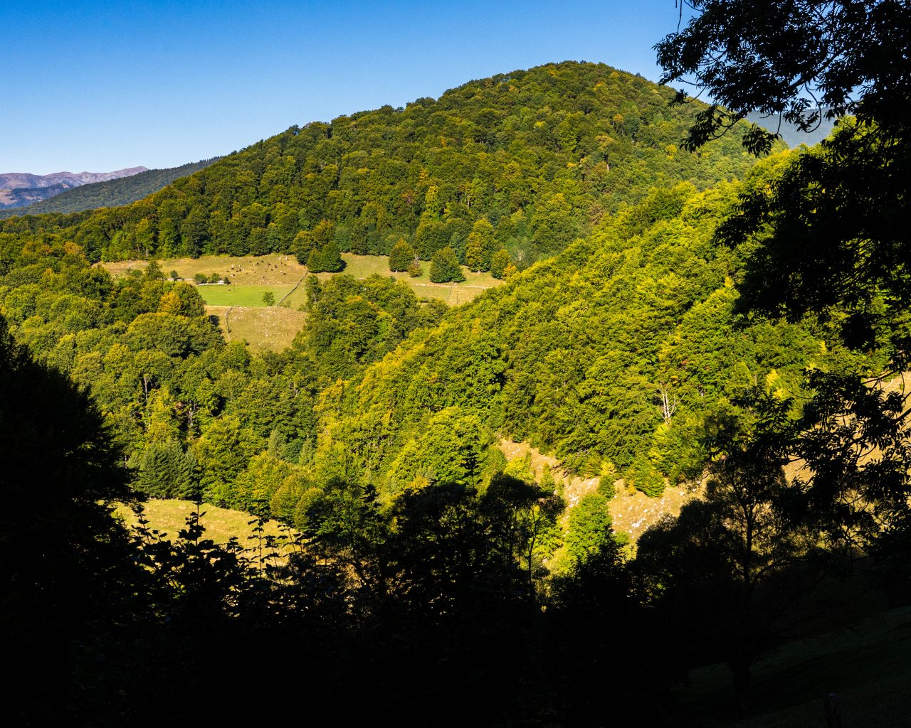 Bossen-platteland-Transsylvanië