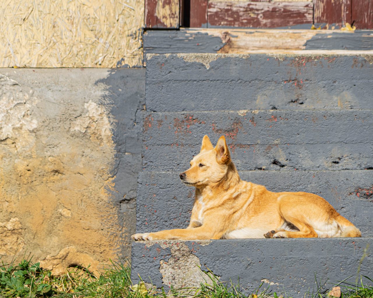 Chillende-hond-op-trap