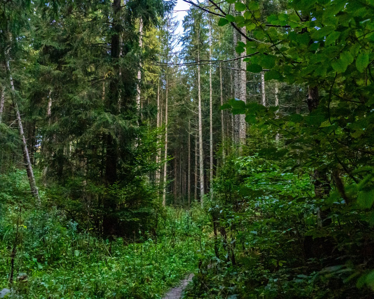 Bossen-rondom-Brasov