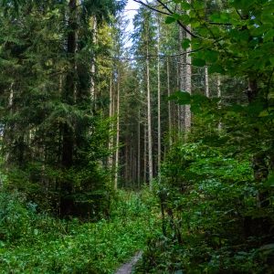 Bossen-rondom-Brasov
