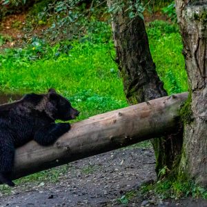 Donkere-beer-klimmend-op-boomstam