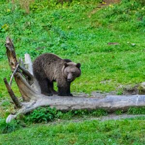 Beer-staand-op-boomstam
