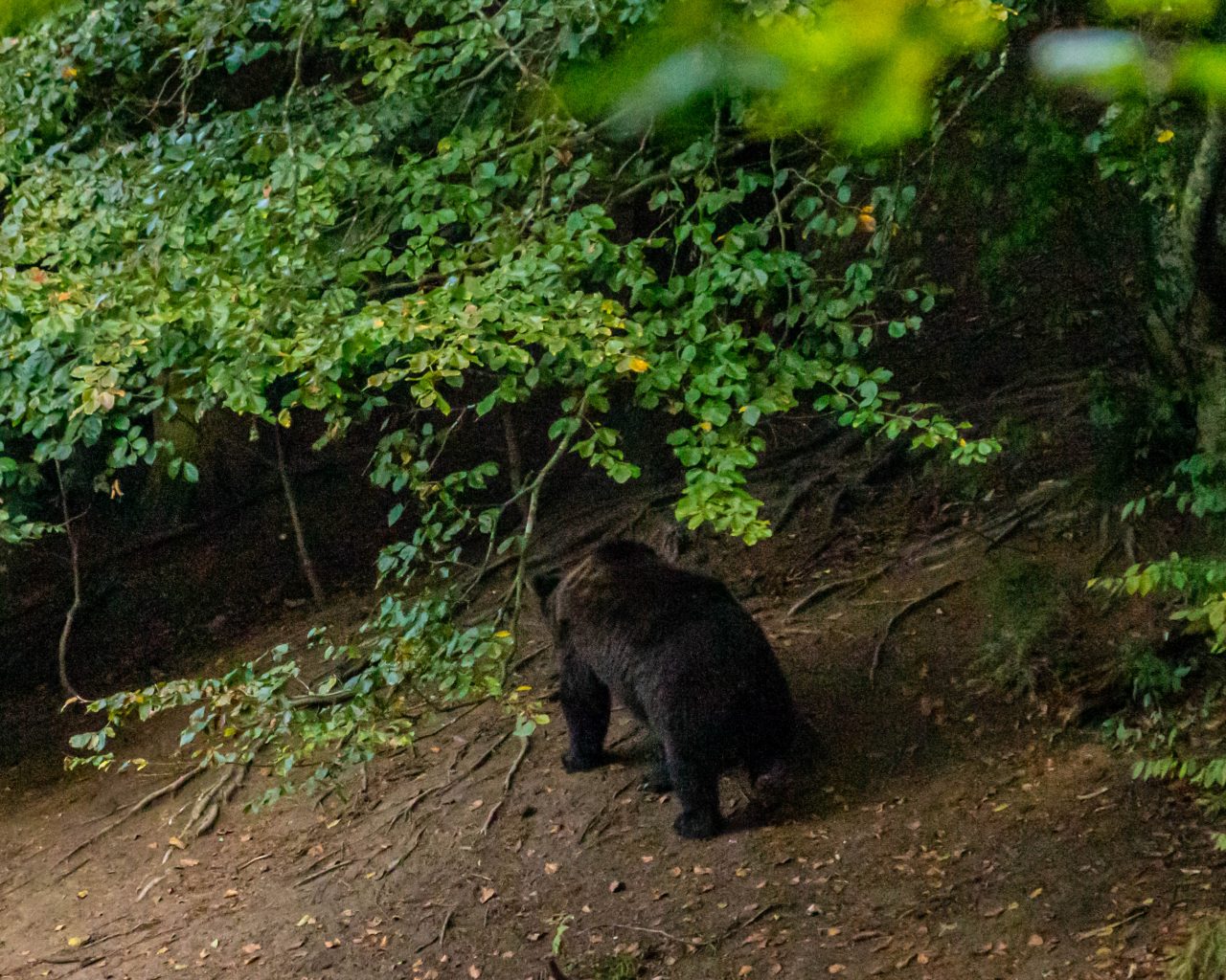 Baby-beer-in-bosjes-Brasov