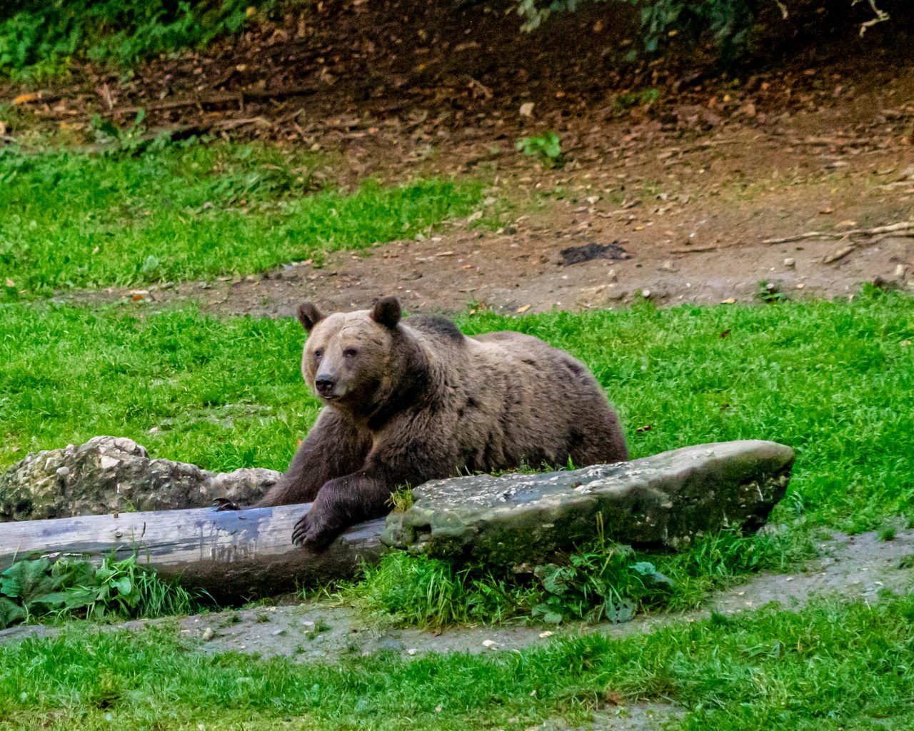 Beer-chillend-op-boomstam-Brasov