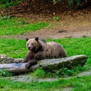 Beer-chillend-op-boomstam-Brasov