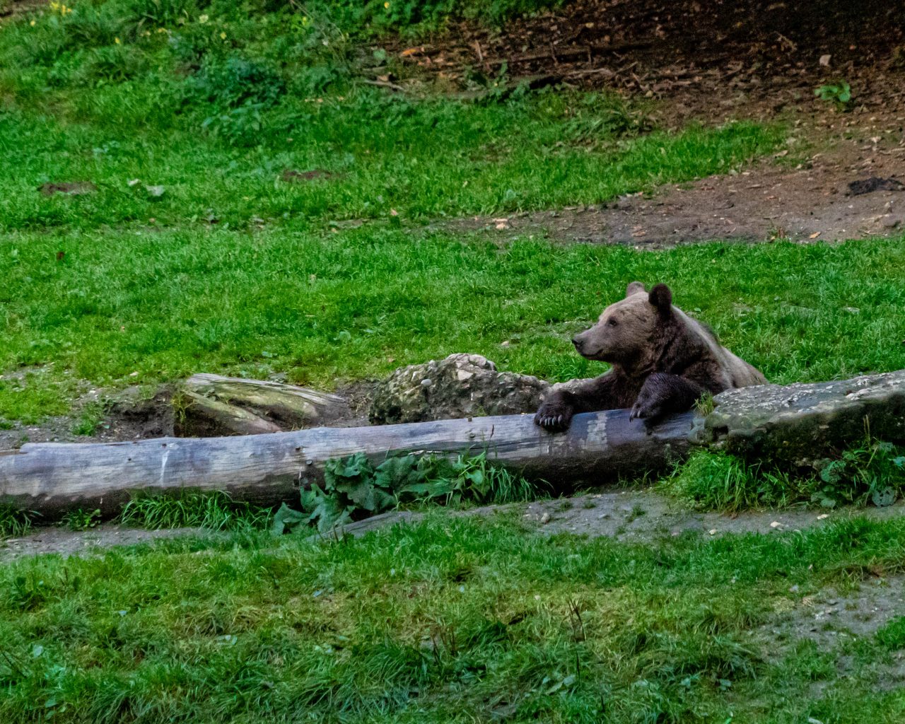 Beer-eet-zoete-mais-in-bos