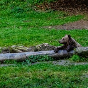 Beer-eet-zoete-mais-in-bos
