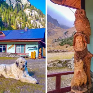 Hond-voor-Malaiesti-Chalet-en-houten-versiering-dieren-voor-cabana