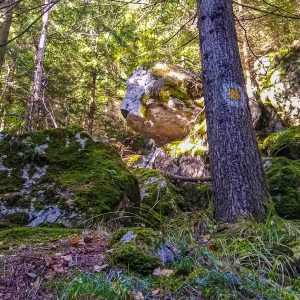 Wandelroute-Buila-in-bos
