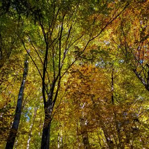 In-het-bos-Buila