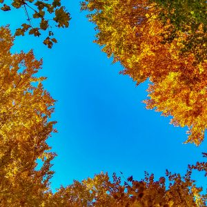 Blauwe-lucht-met-herfstkleuren-bomen
