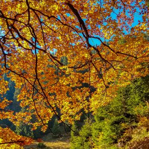 Herfstkleuren-bomen-Roemenie