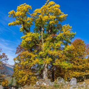 Herfstkleuren-in-de-bomen