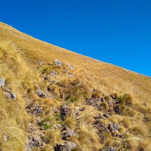 Dor-gras-bergen-Buila