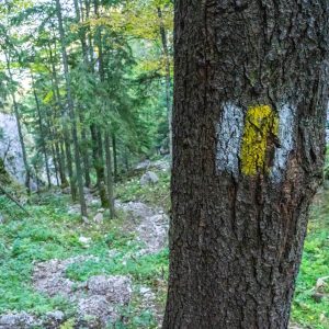 Sign-op-boom-Piatra-Craiului