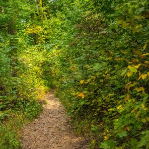 Wandelroute-Tampa