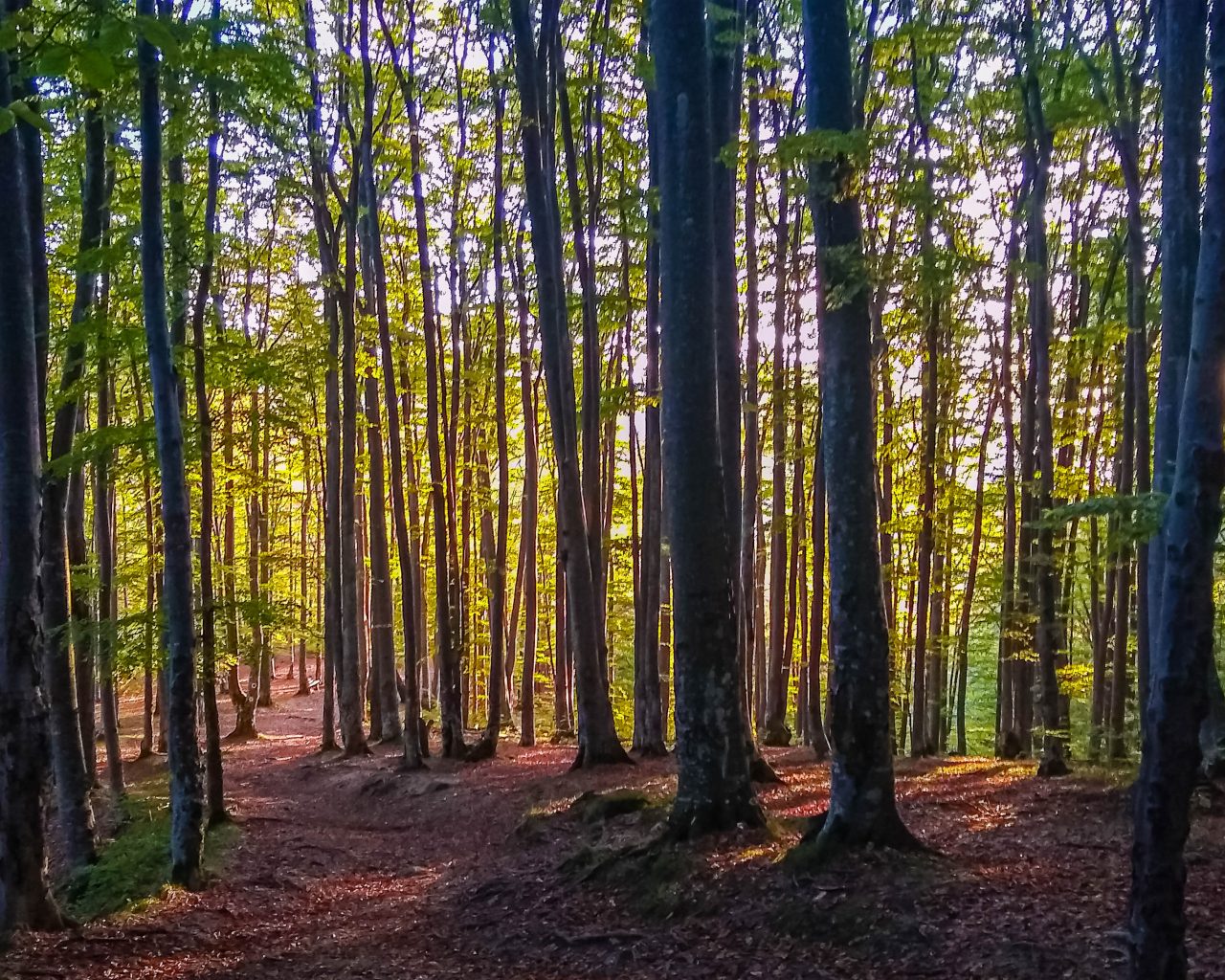 Bos-bij-zwavelgrot-Roemenie