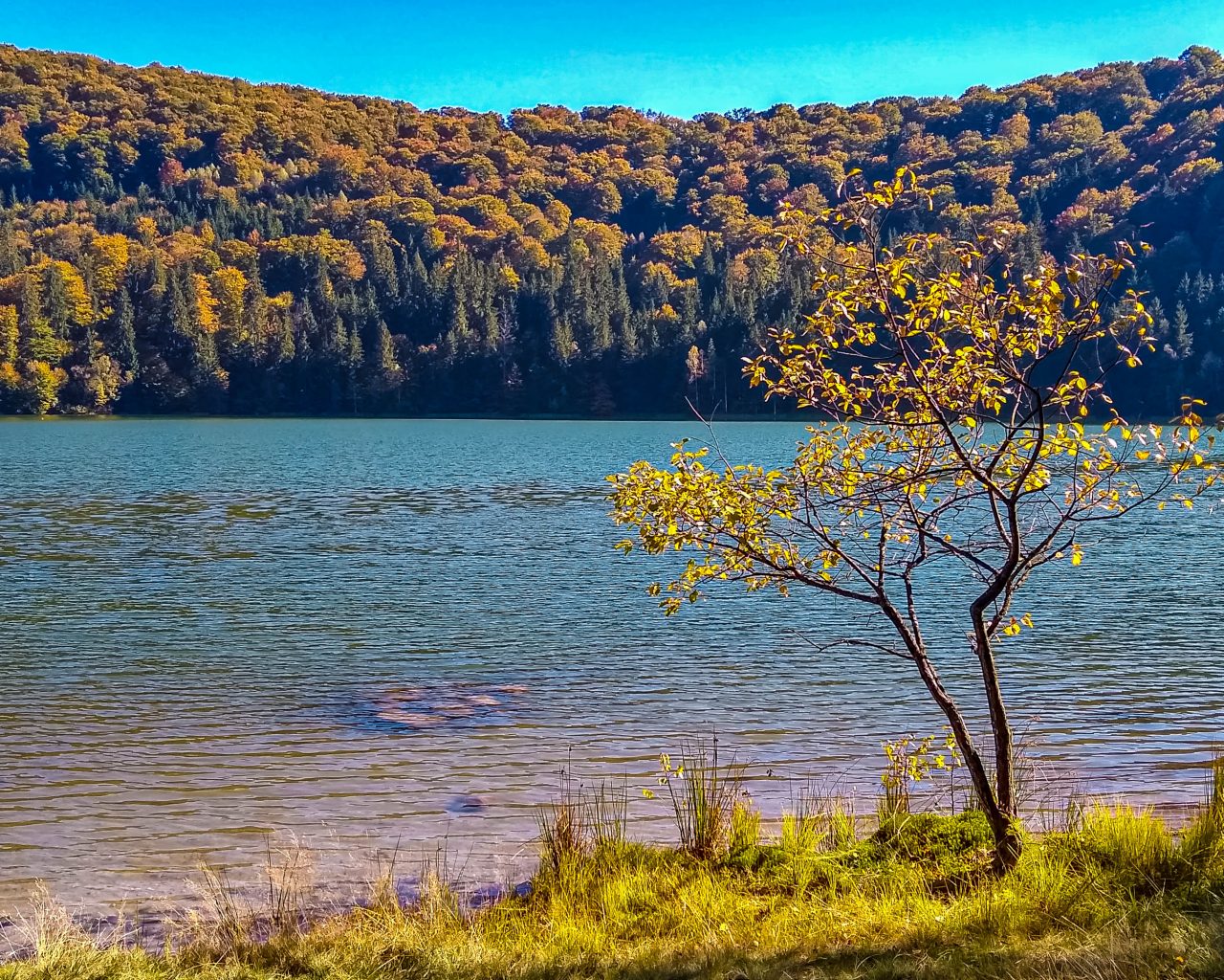 Boom-op-voorgrond-Saint-Ana-Lake