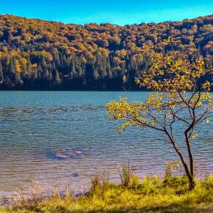 Boom-op-voorgrond-Saint-Ana-Lake