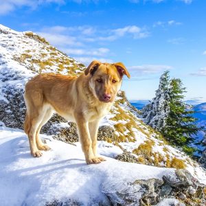 Lieve-hond-in-bergen-Ciucas