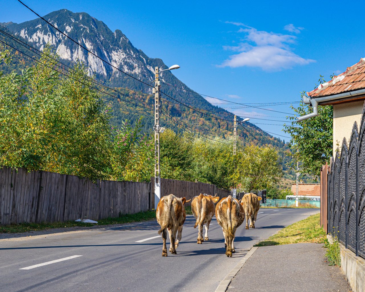 Koeien-op-de-weg-Roemenie-Zarnesti