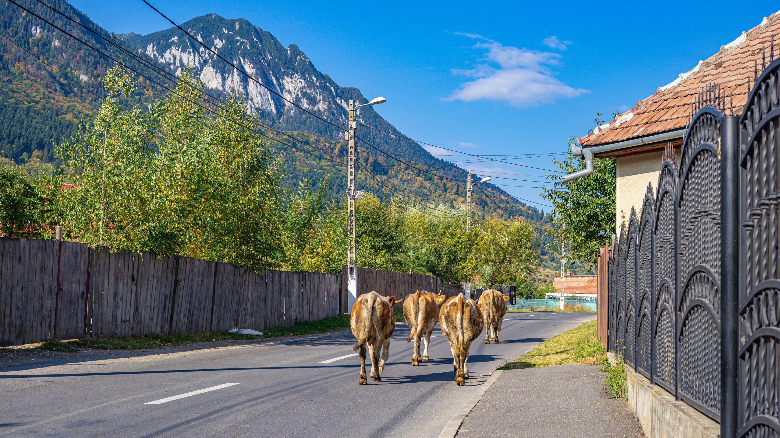 Koeien-op-de-weg-Roemenie-Zarnesti