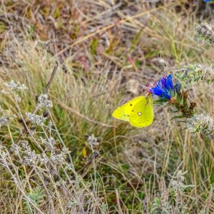 Orheiul-Vechi-gele-vlinder-Moldavie
