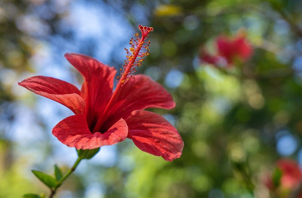 Bloem-in-botanische-tuin-Belem-Lissabon