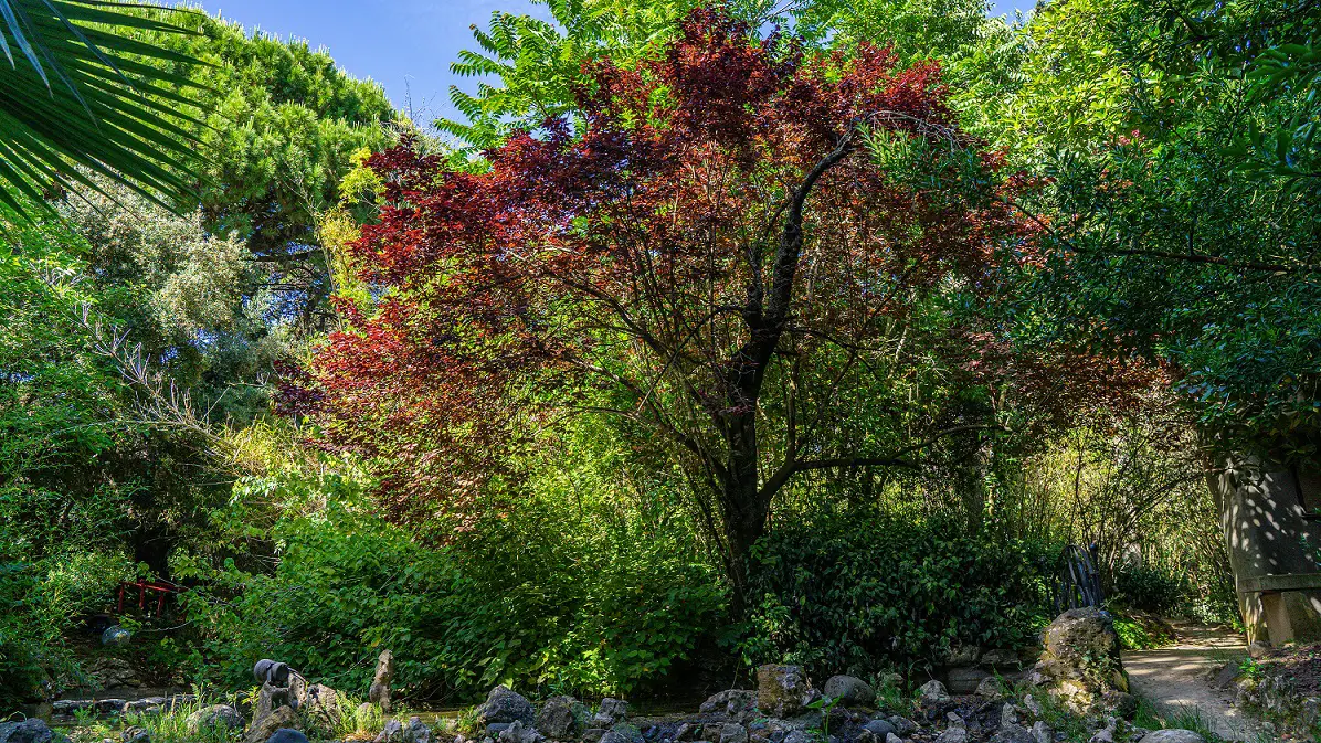 Chinese-tuin-Botanische-tuin-Belem