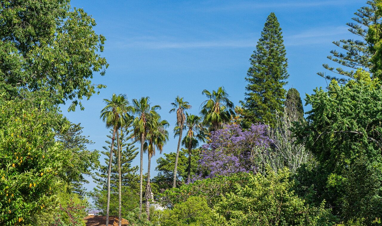 Verschillende-bomen-botanische-tuin-Belem-Lissabon