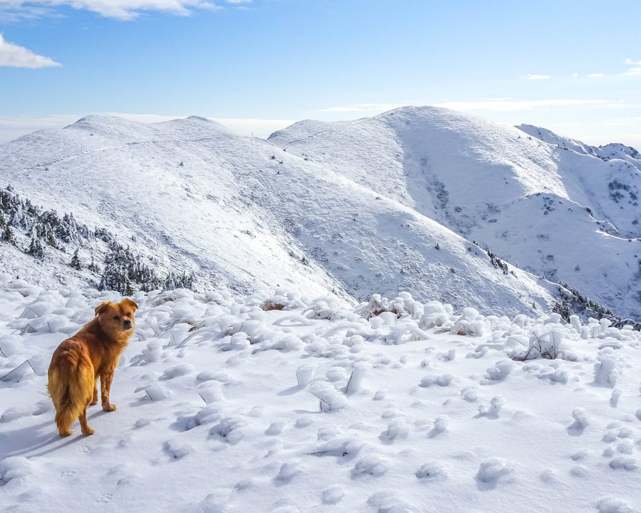 Berg-met-sneeuw-en-oranje-hond