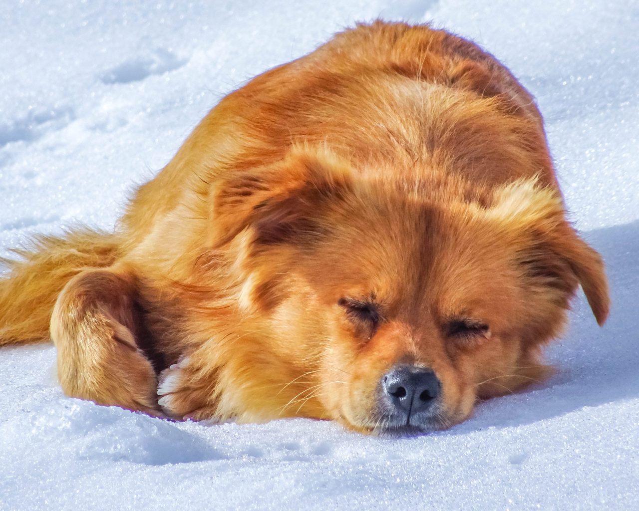 Hond-slaapt-in-sneeuw