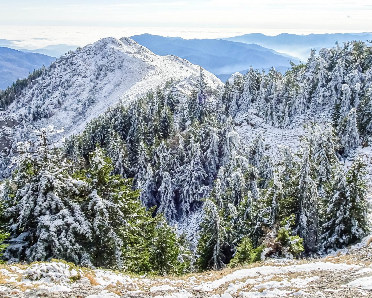 Besneeuwde-bomen-op-bergtoppen-Ciucas