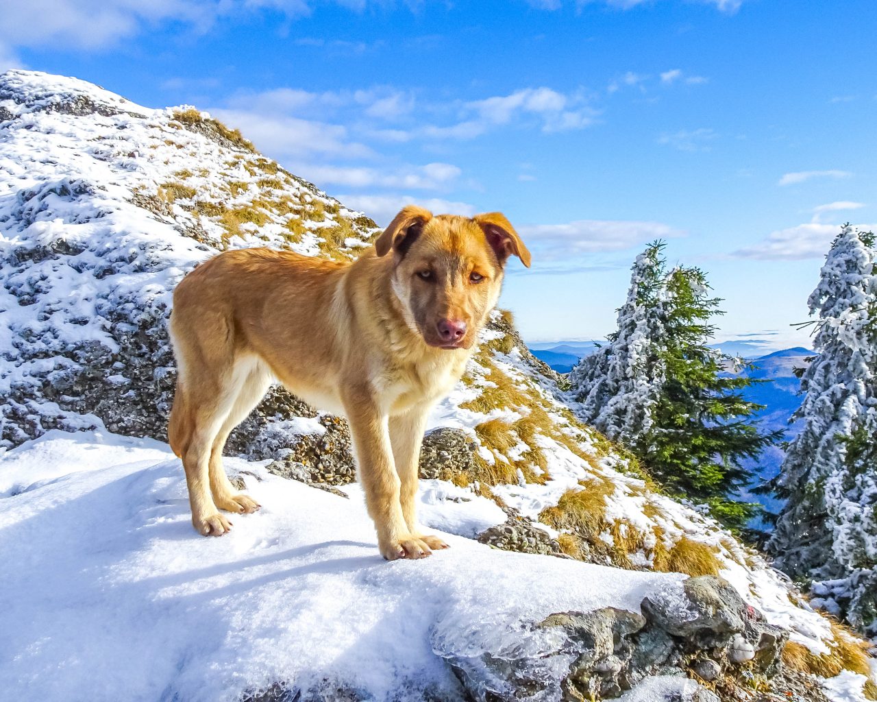 Hond-van-cabana-op-bergtop
