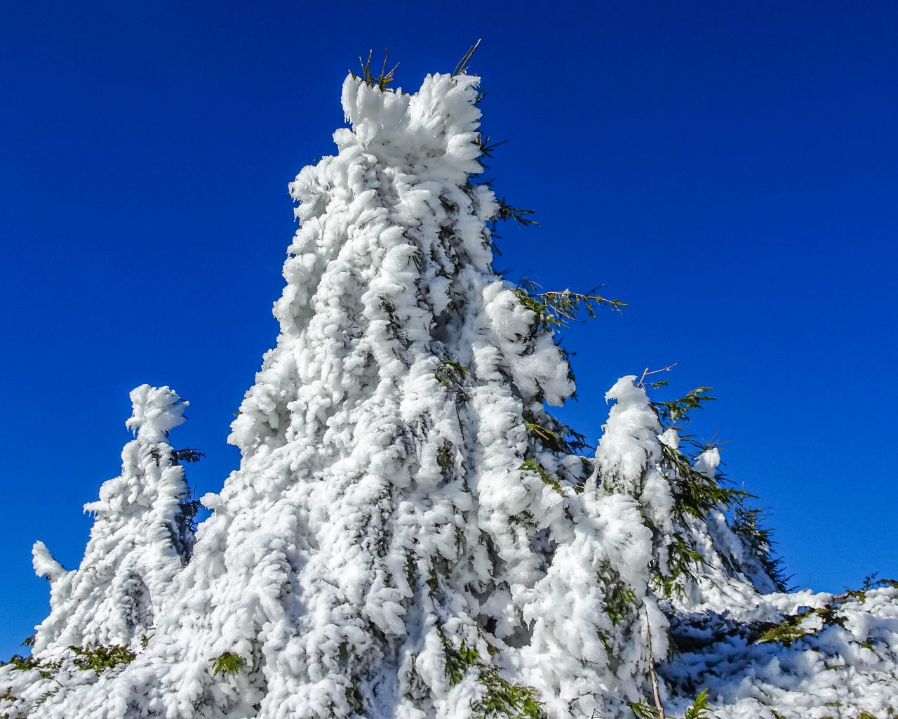Bevroren-bomen-met-sneeuw-Ciucas