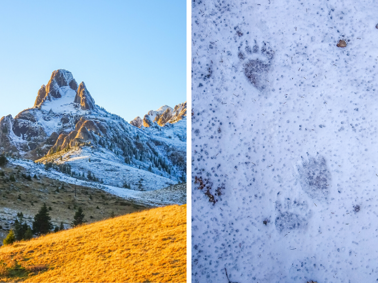 Varful-Ciucas-en-beren-afdrukken-in-sneeuw