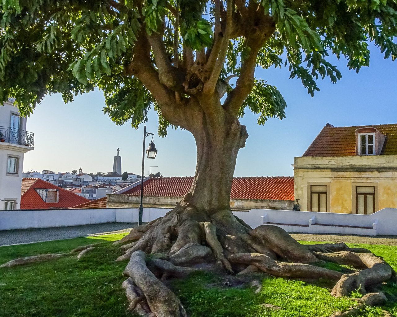 Mooie-boom-miradouro-Jardim-Castelo