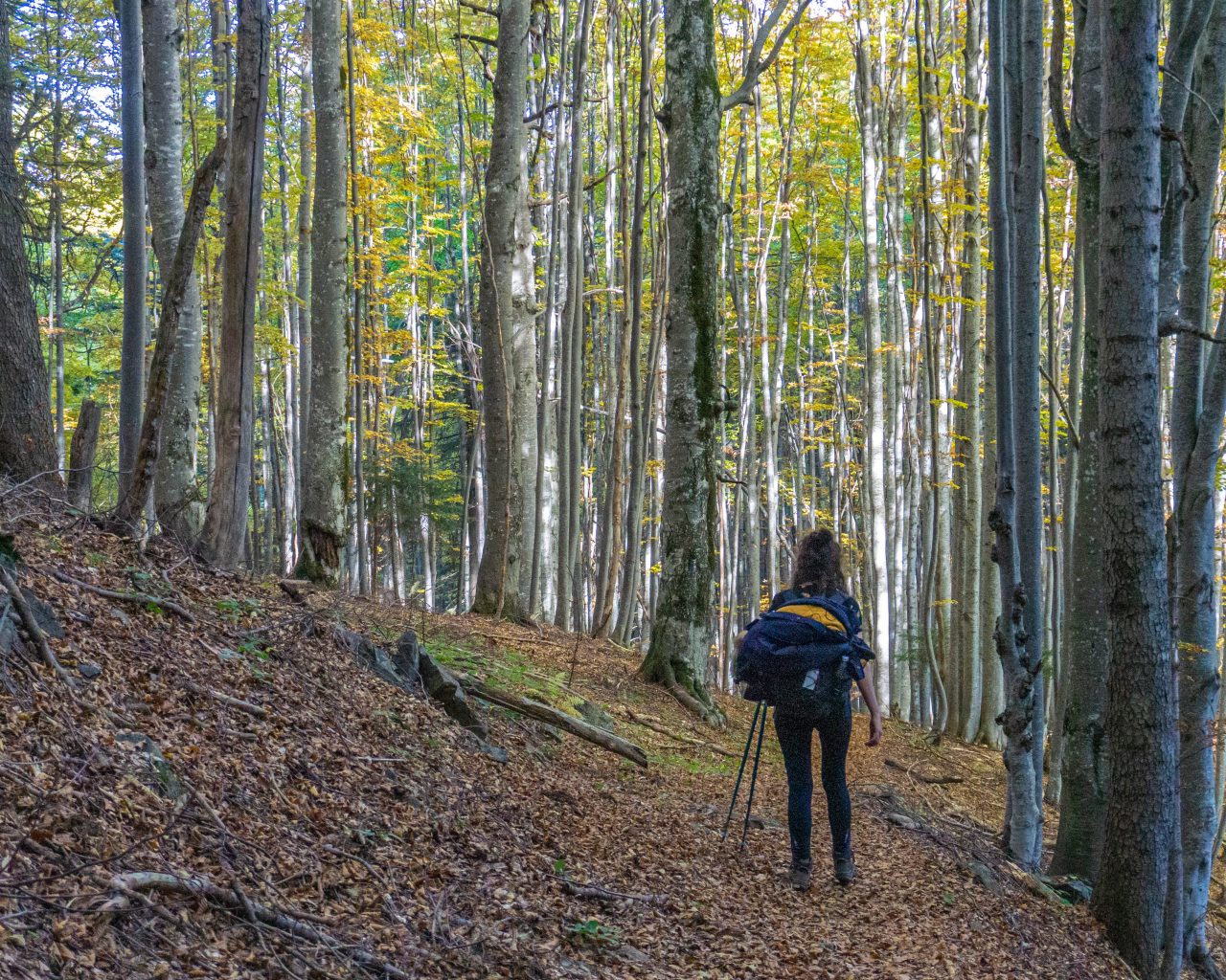 Jessica-wandelen-bos