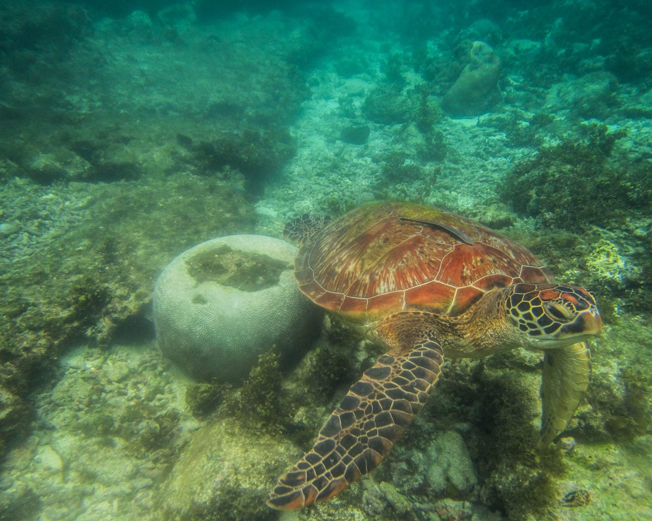 Schildpad-in-Filipijnen-in-oceaan