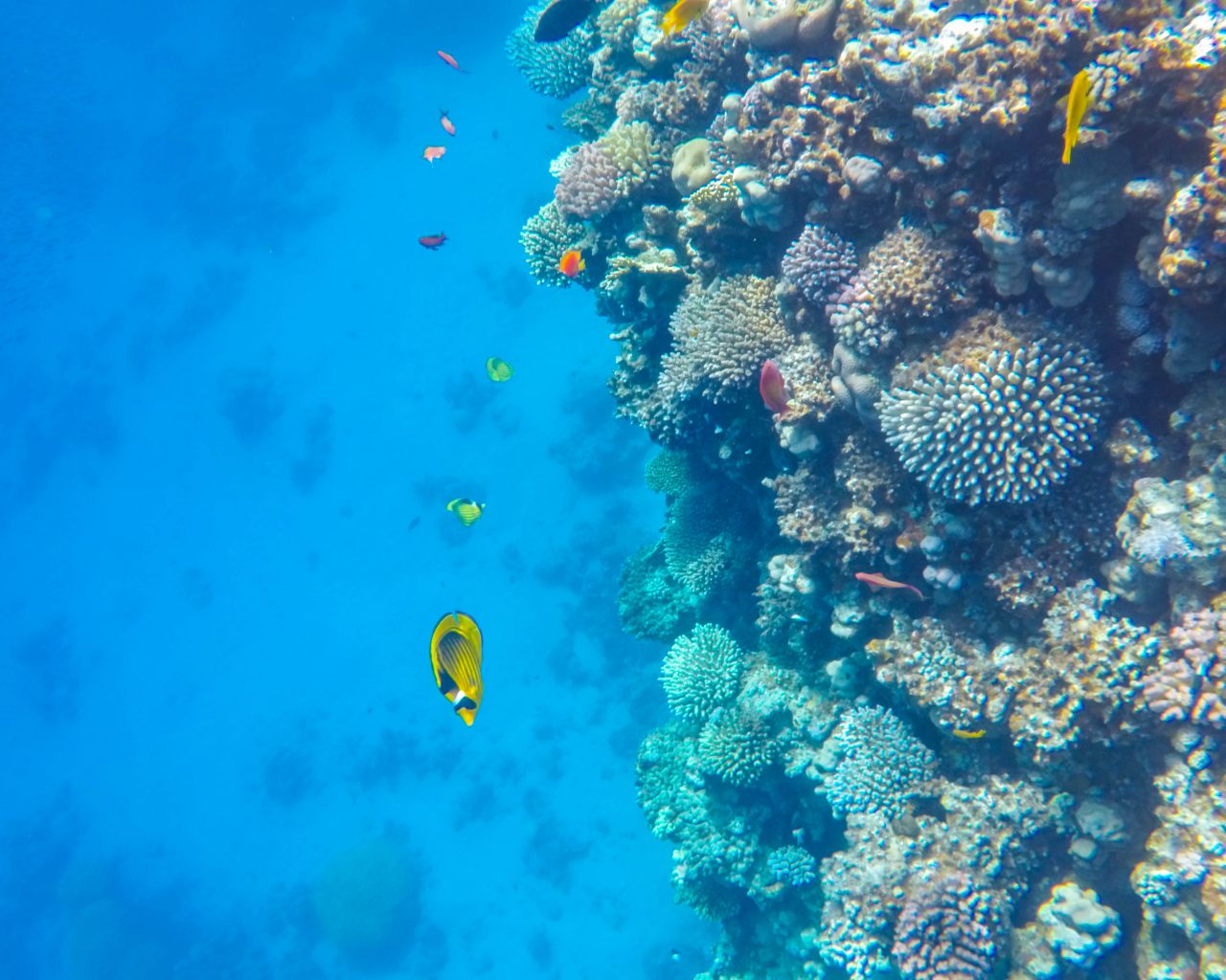 Rode-Zee-Egypte-koraal
