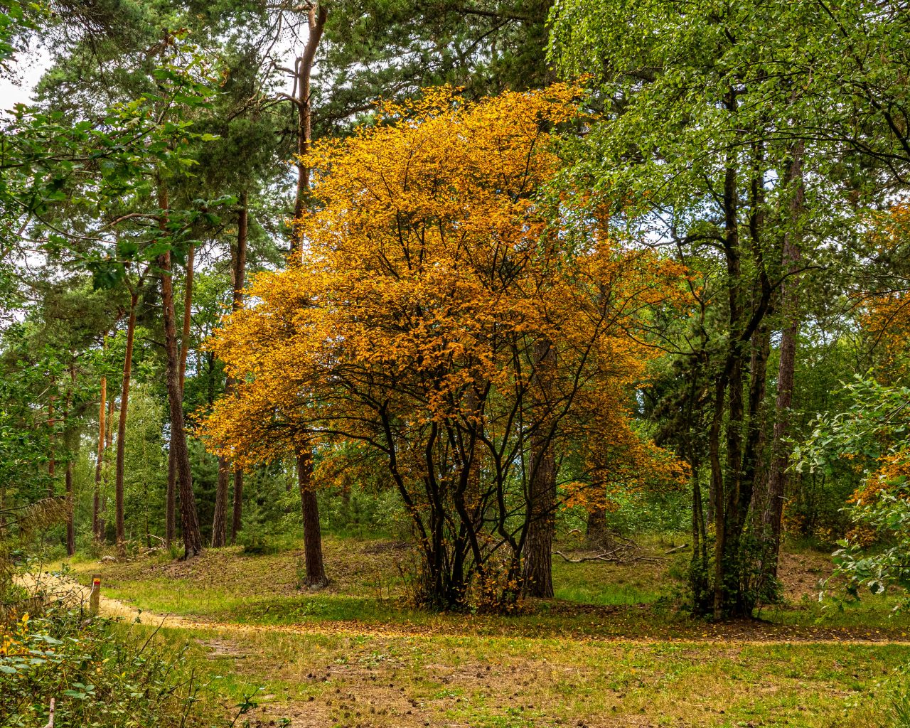 Wandelen-Kampina-omgeving-Den-Bosch