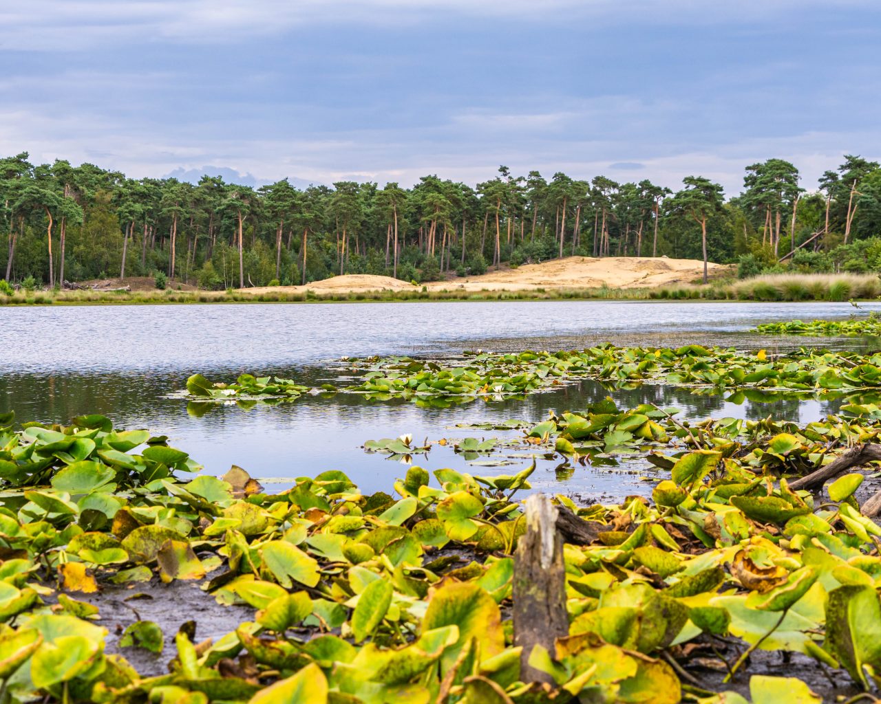 Kampina-vennen-wandelroute