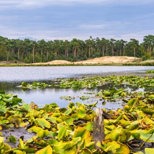 Kampina-vennen-wandelroute