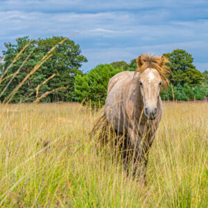Paard-op-de-heide-van-Kampina-Brabant