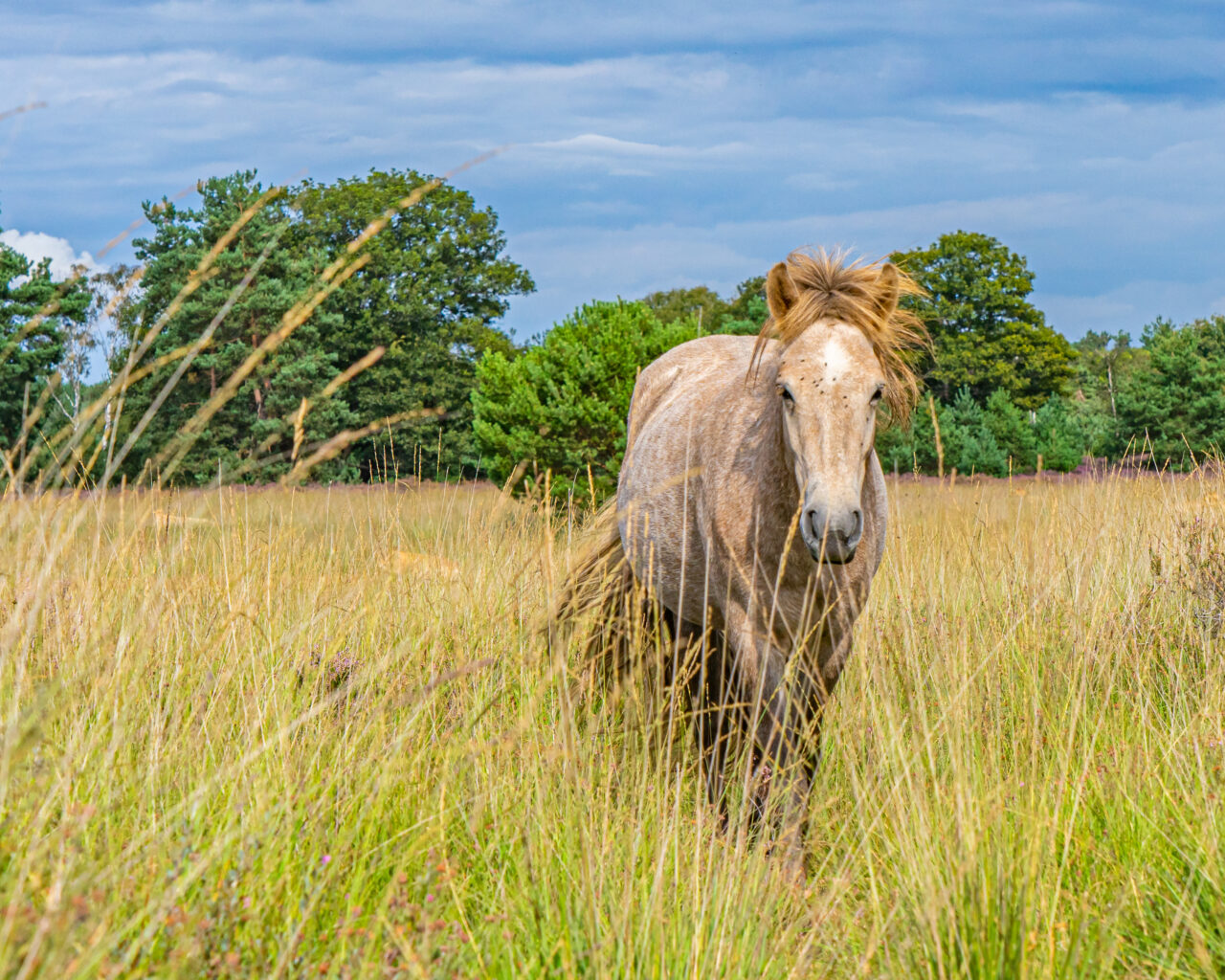 paard-kampina-heide-wandelen-Brabant