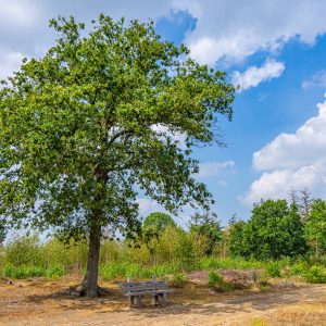 Maashorst-wandelen-omgeving-Den-Bosch
