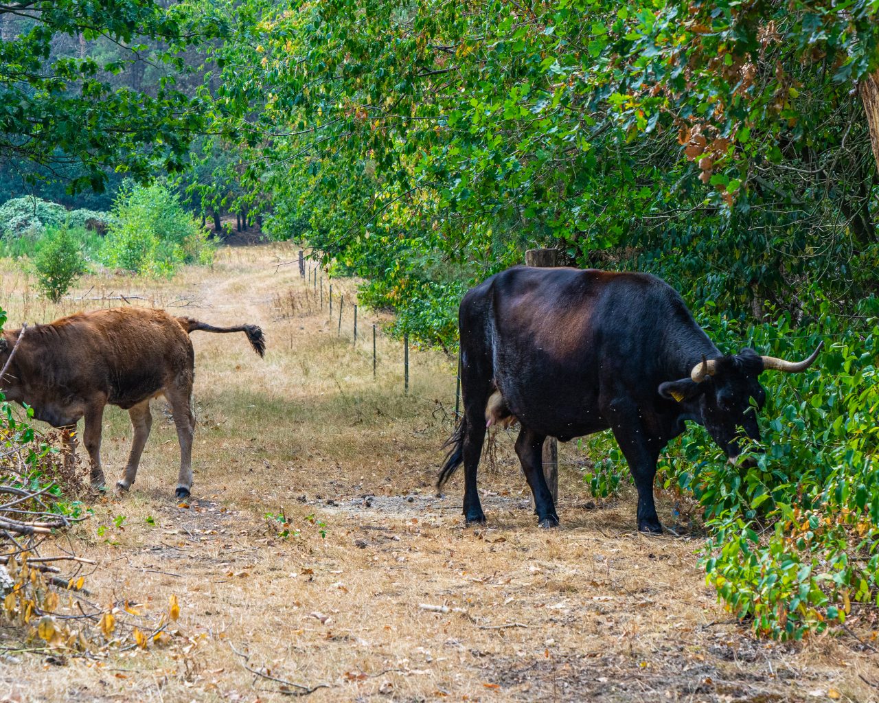 Taurossen-in-natuurgebied-maashorst-brabant