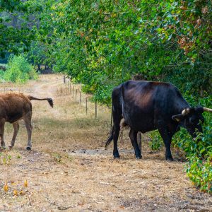 Taurossen-in-natuurgebied-maashorst-brabant