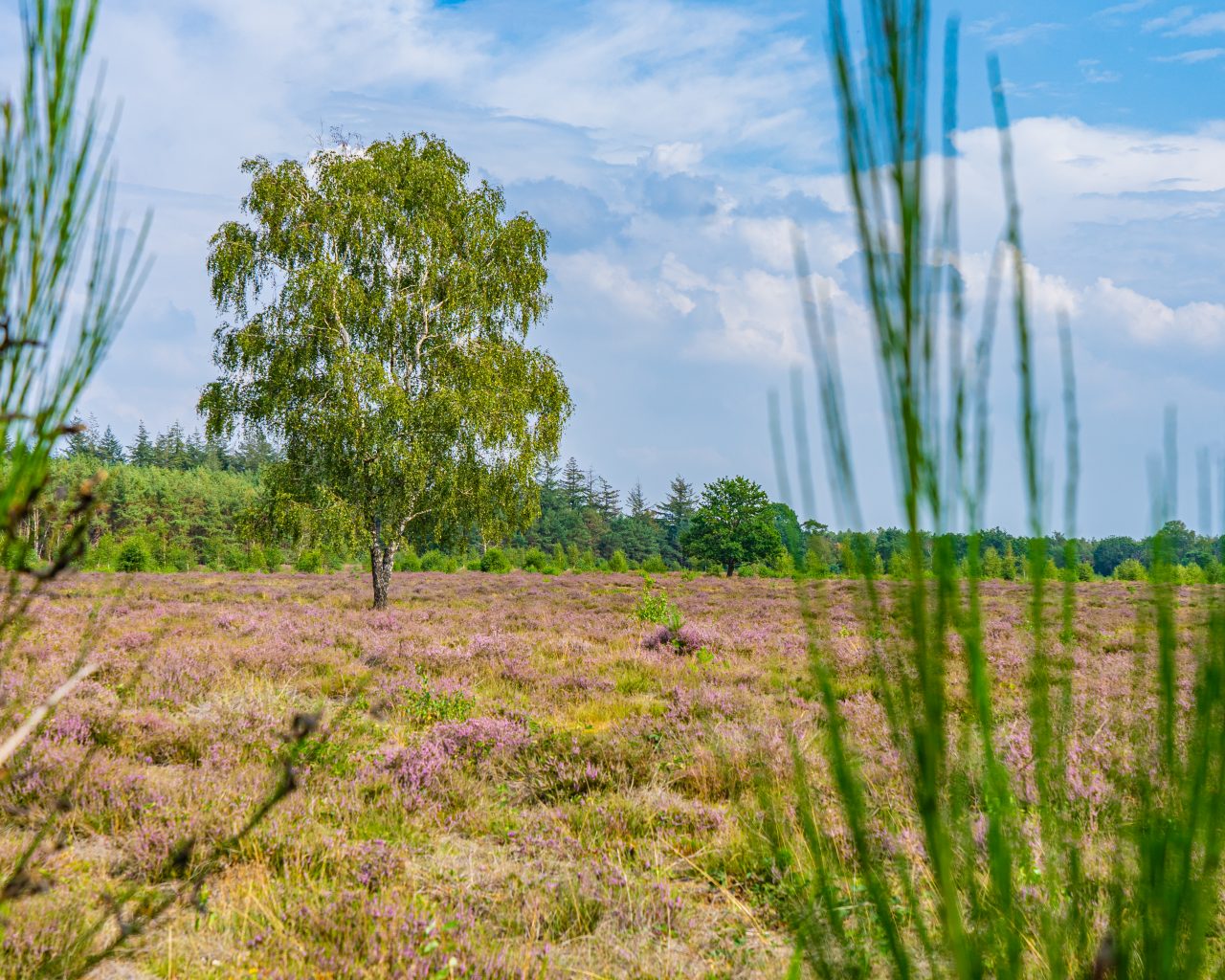 Paarse-heide-met-boom-maashorst-brabant