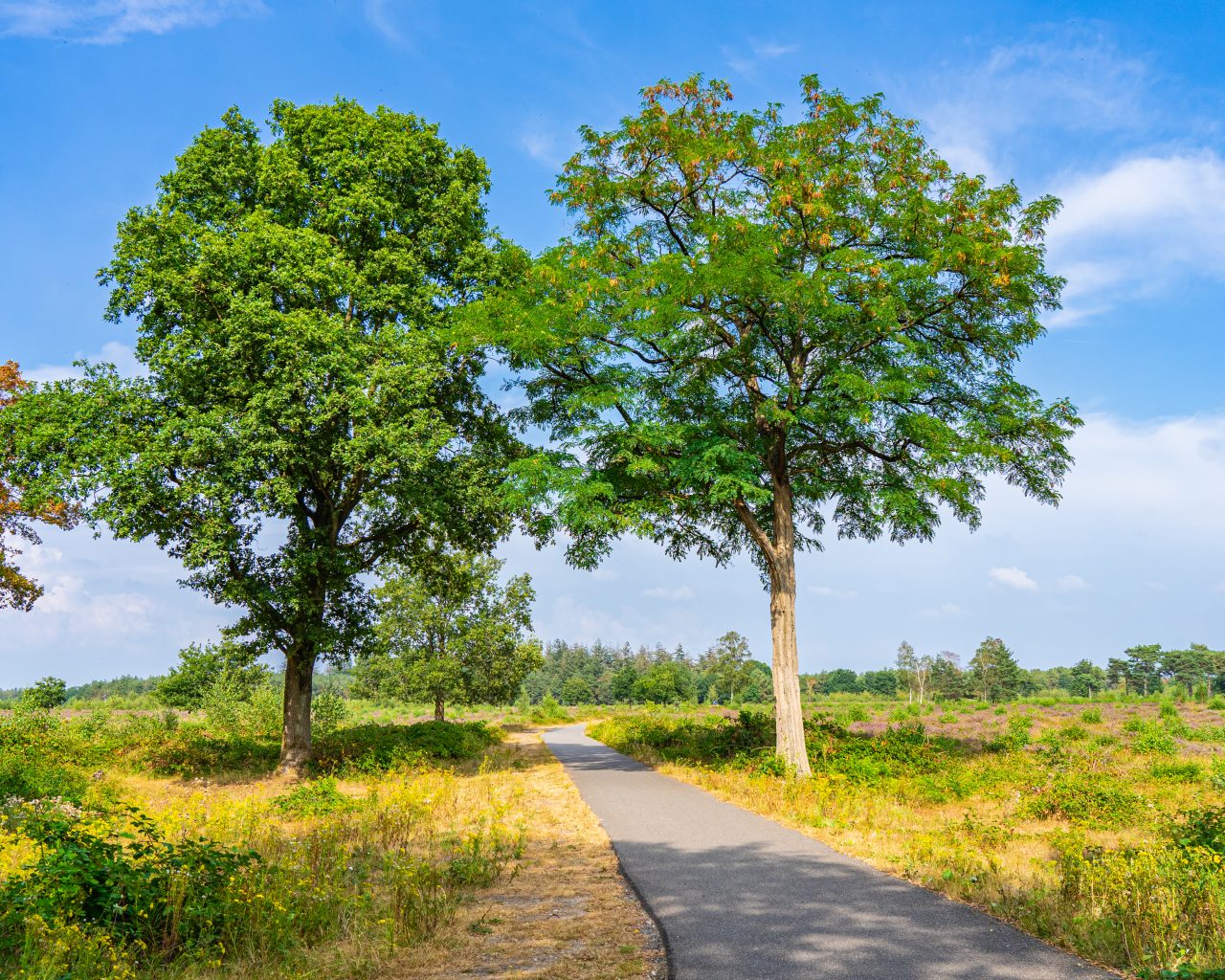 Fietspad-maashorst-met-bomen